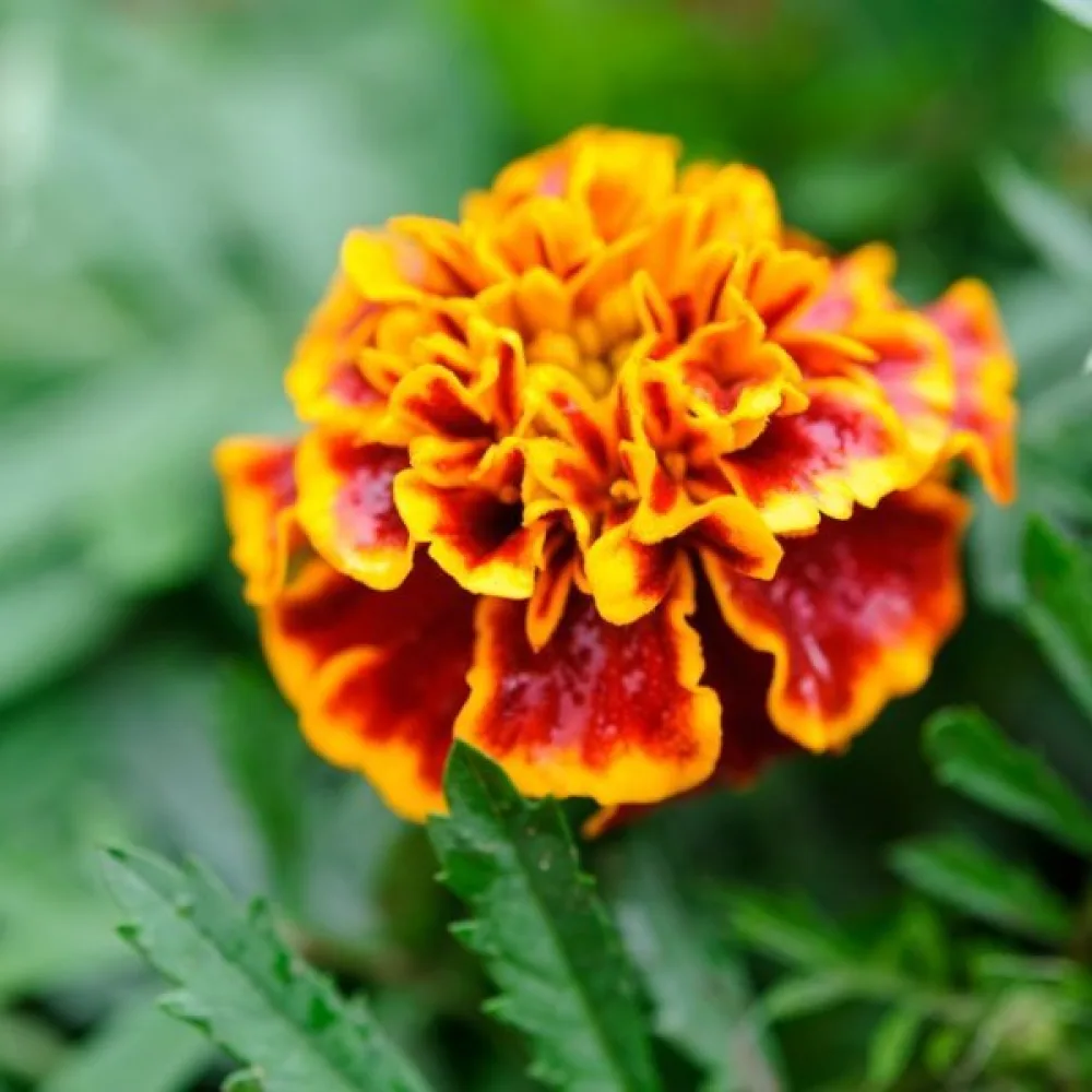 Ruusukesamettikukka 'Honeycomb'