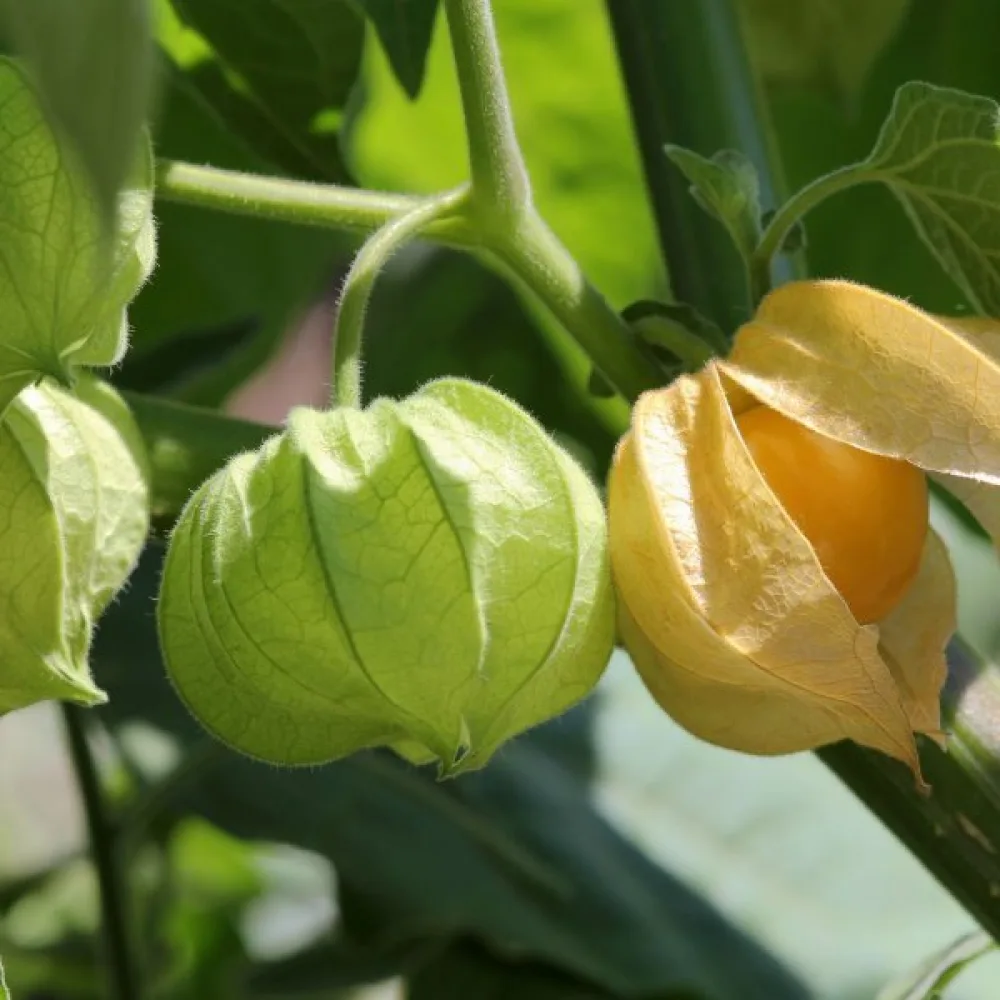 Maakirsikka Physalis pruinosa