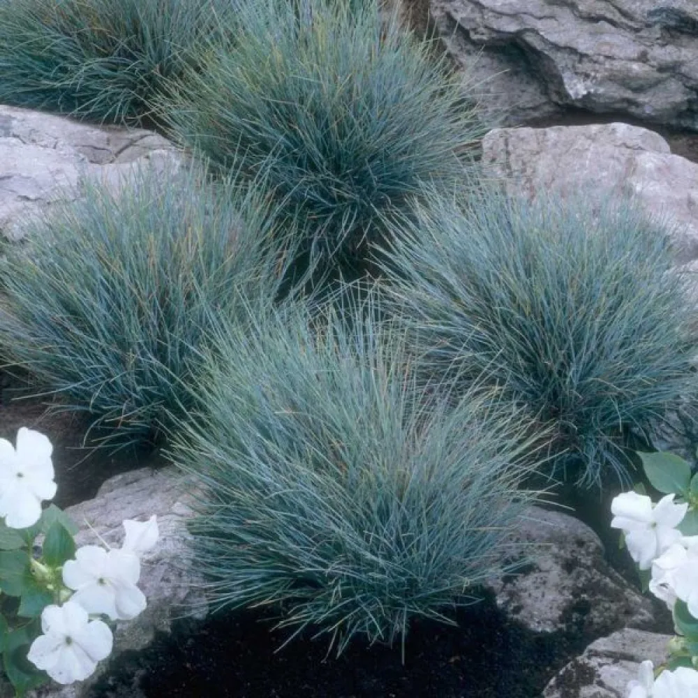 Sininata Festuca glauca