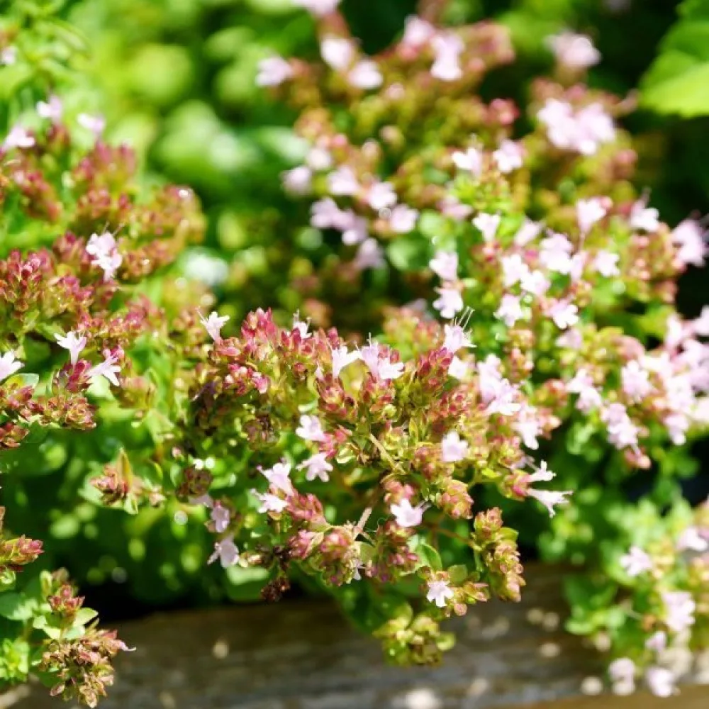 Timjami Thymus vulgaris, ammattisiemen