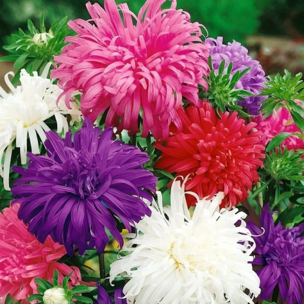 Kesäasteri 'Queen of the Market Ostrich Plume'