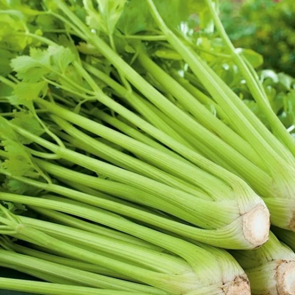 Varsiselleri 'Plein Blanc Pascal'