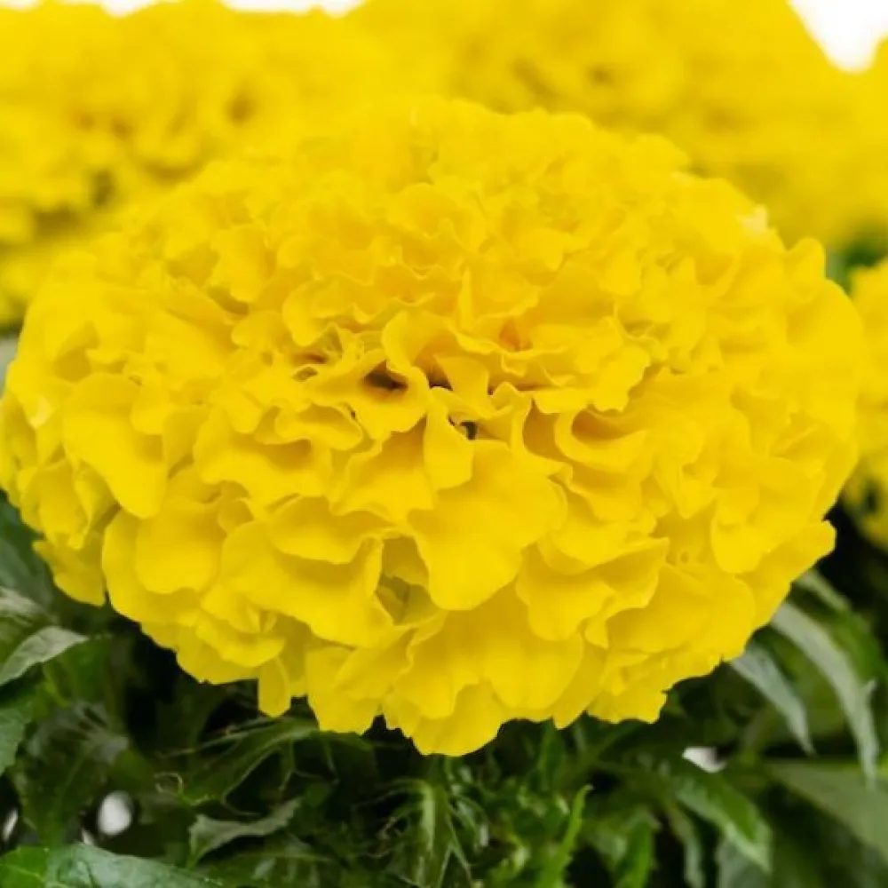 Kookossamettikukka 'Sierra Yellow'