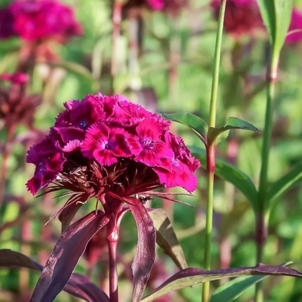 Harjaneilikka 'Oeschberg' – violetti