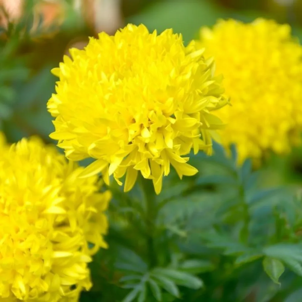 Kookossamettikukka 'Fantastic Sulphur Yellow'