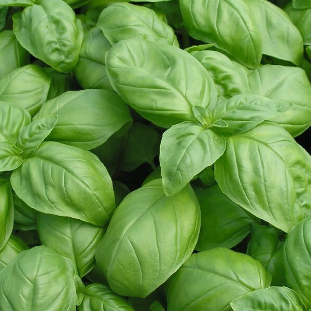 Basilika 'Genovese'