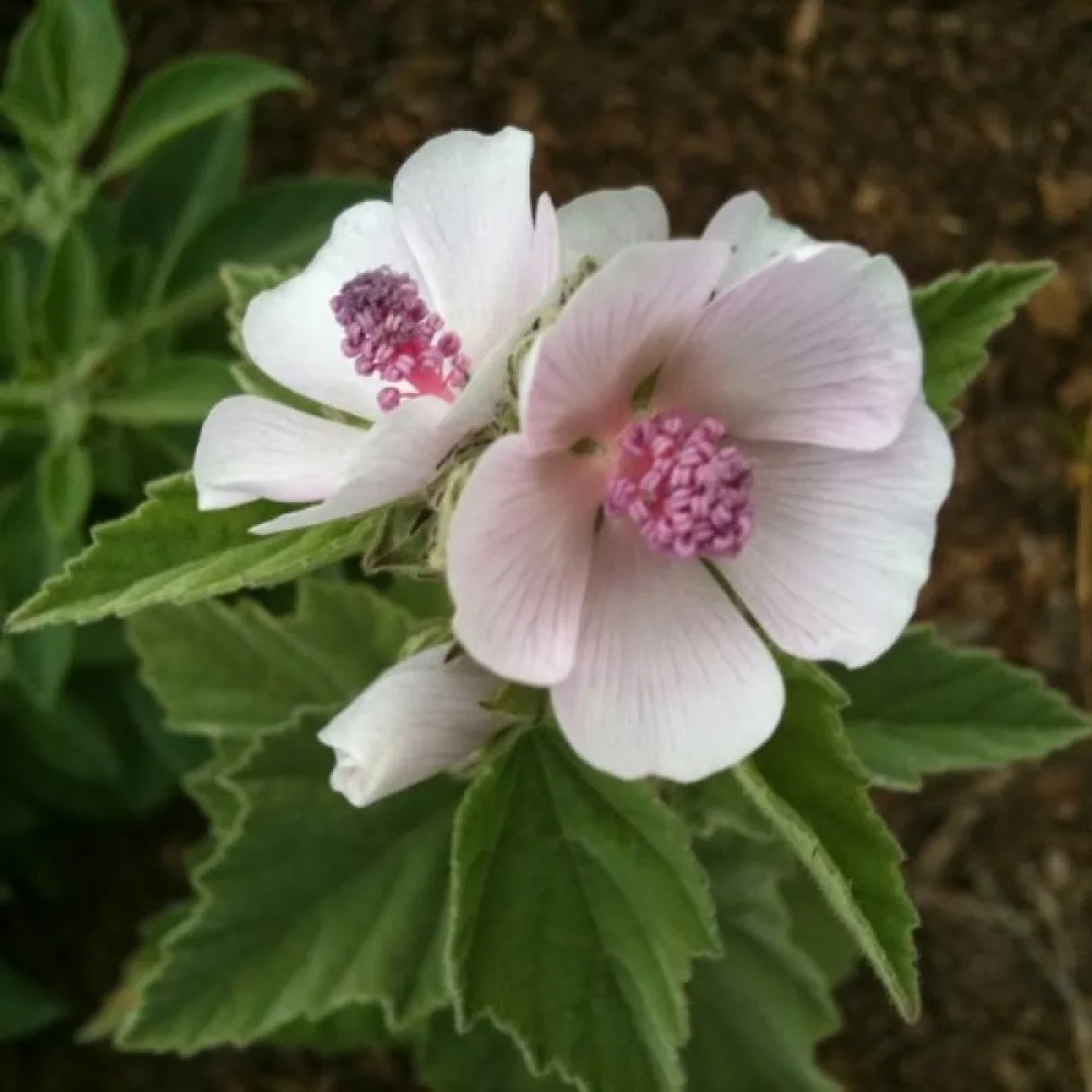 Rohtosalkoruusu Althaea officinalis