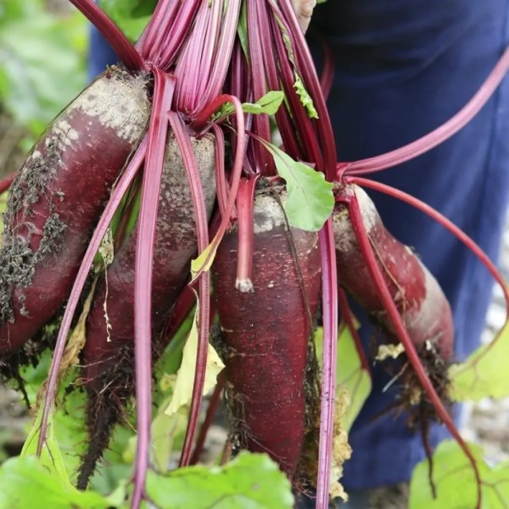 Punajuuri 'Opolski'