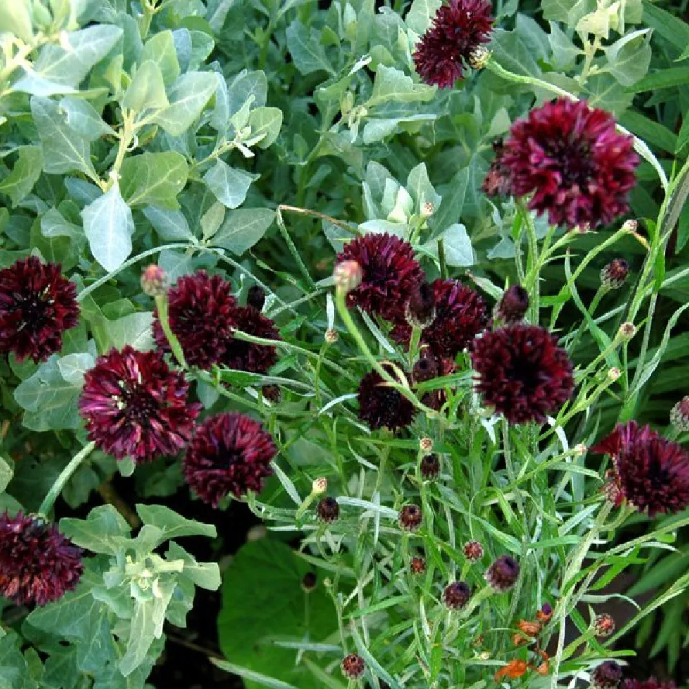 Ruiskaunokki 'Black Ball', tumma