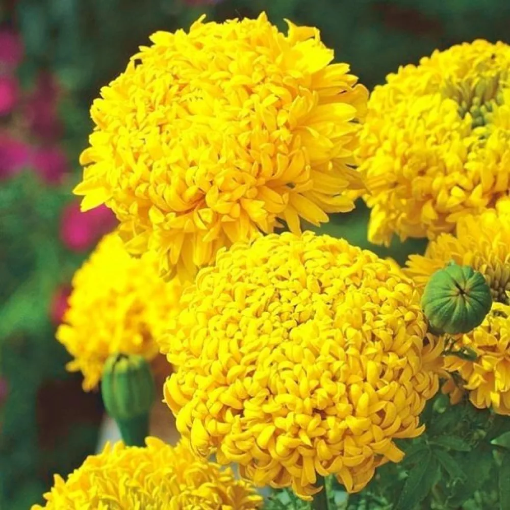 Kookossamettikukka 'Fantastic Sulphur Yellow'