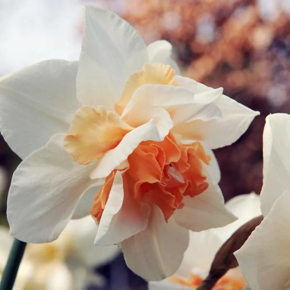 Narsissi 'Replete'
