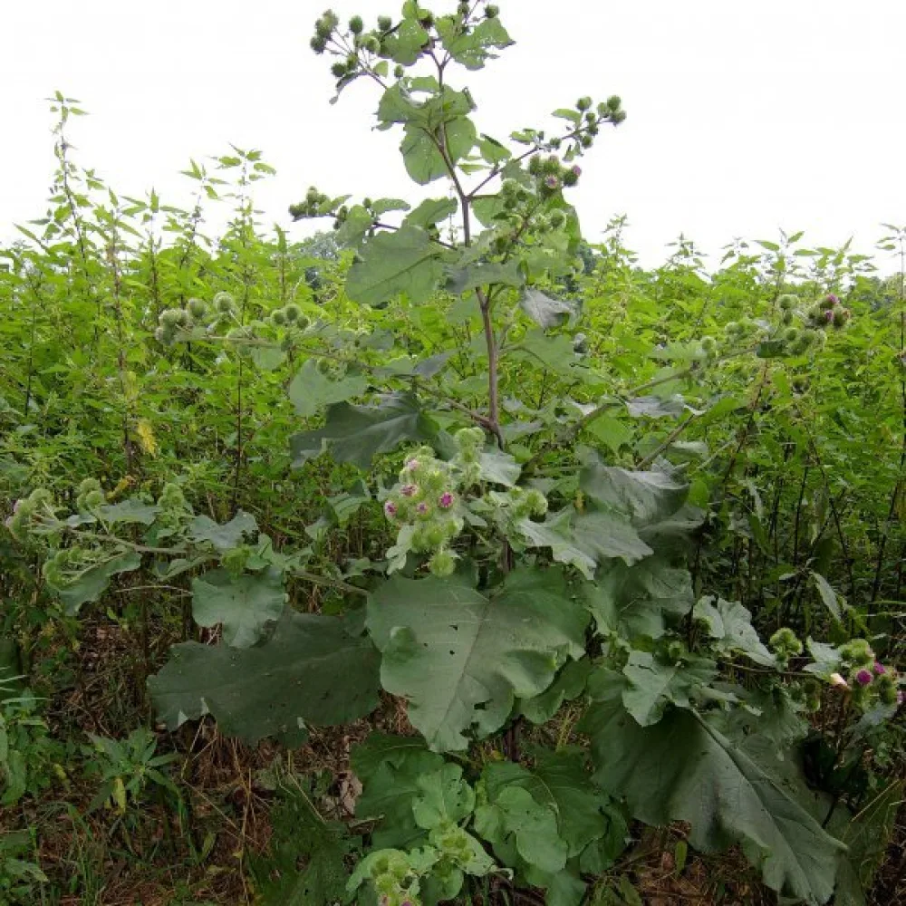 Takiainen Arctium lappa