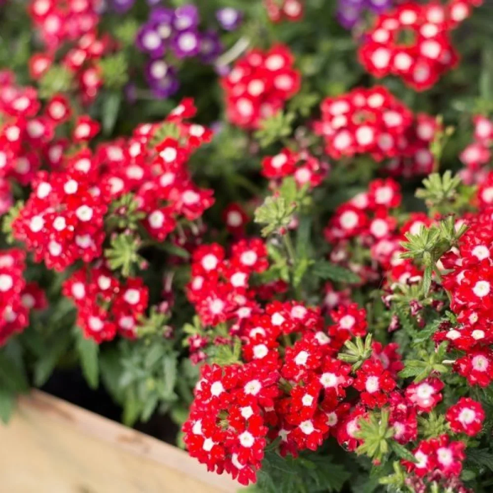 Tarhaverbena 'Sparkle', punainen valkosilmäinen