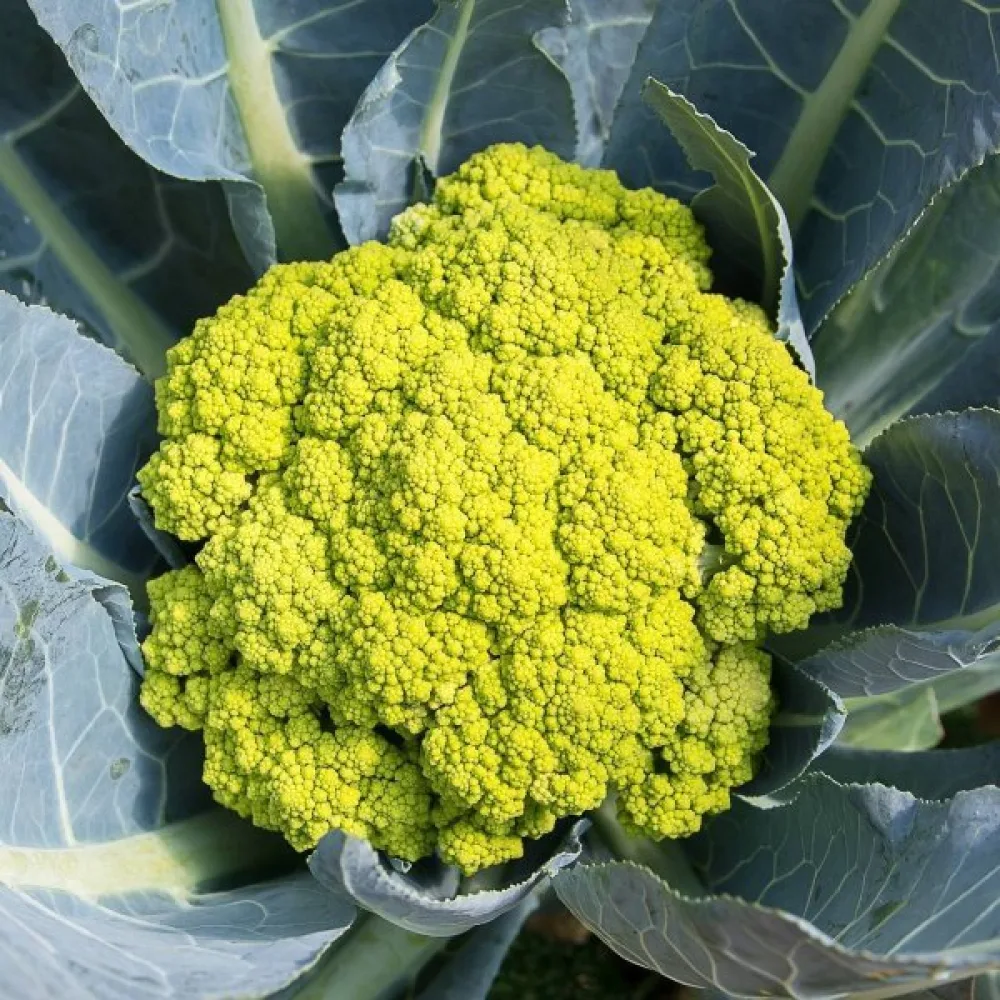 Kukkakaali 'Green Macerata'