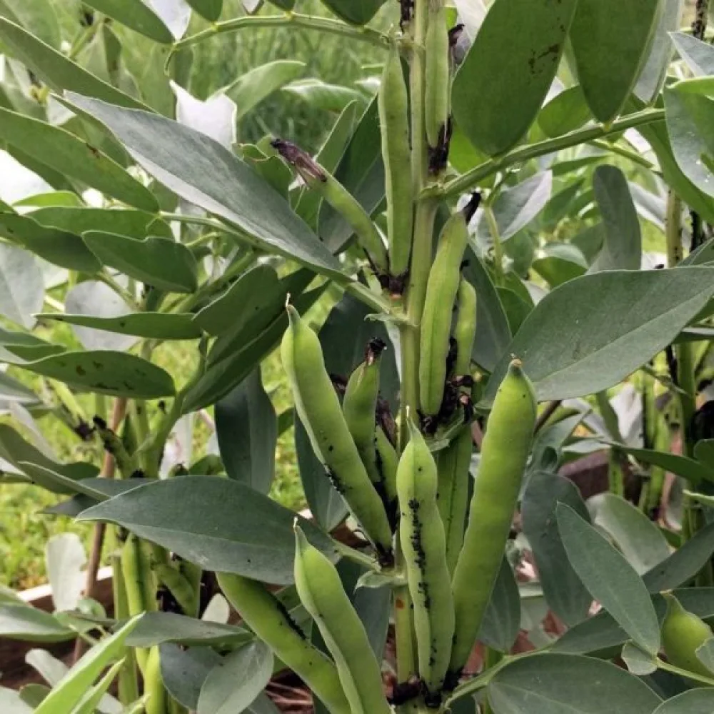 Härkäpapu 'Hangdown White'