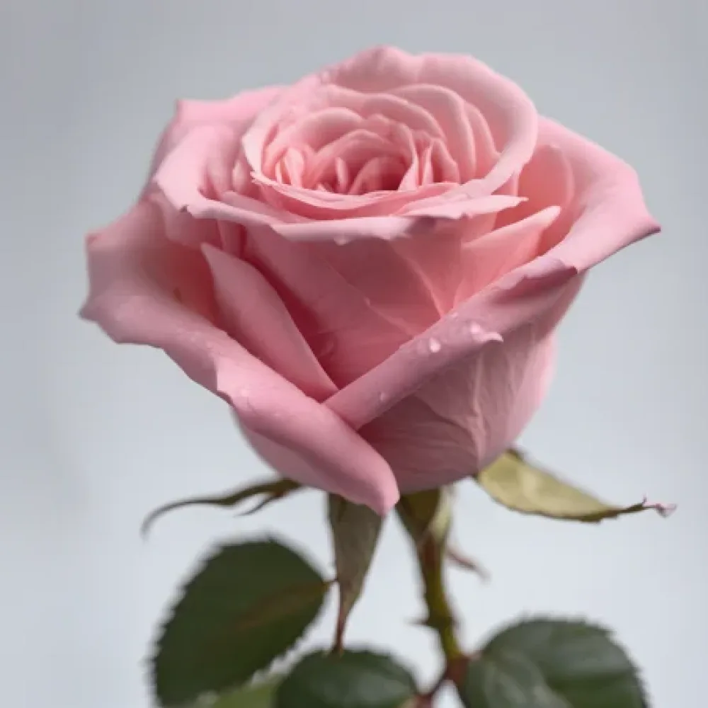 Ruusu 'Pink Symphony'