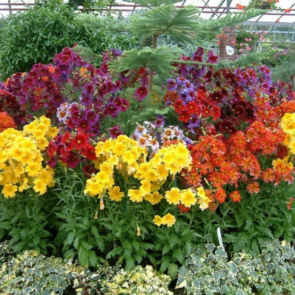 Salpiglossis 'Grandiflora', sekoitus
