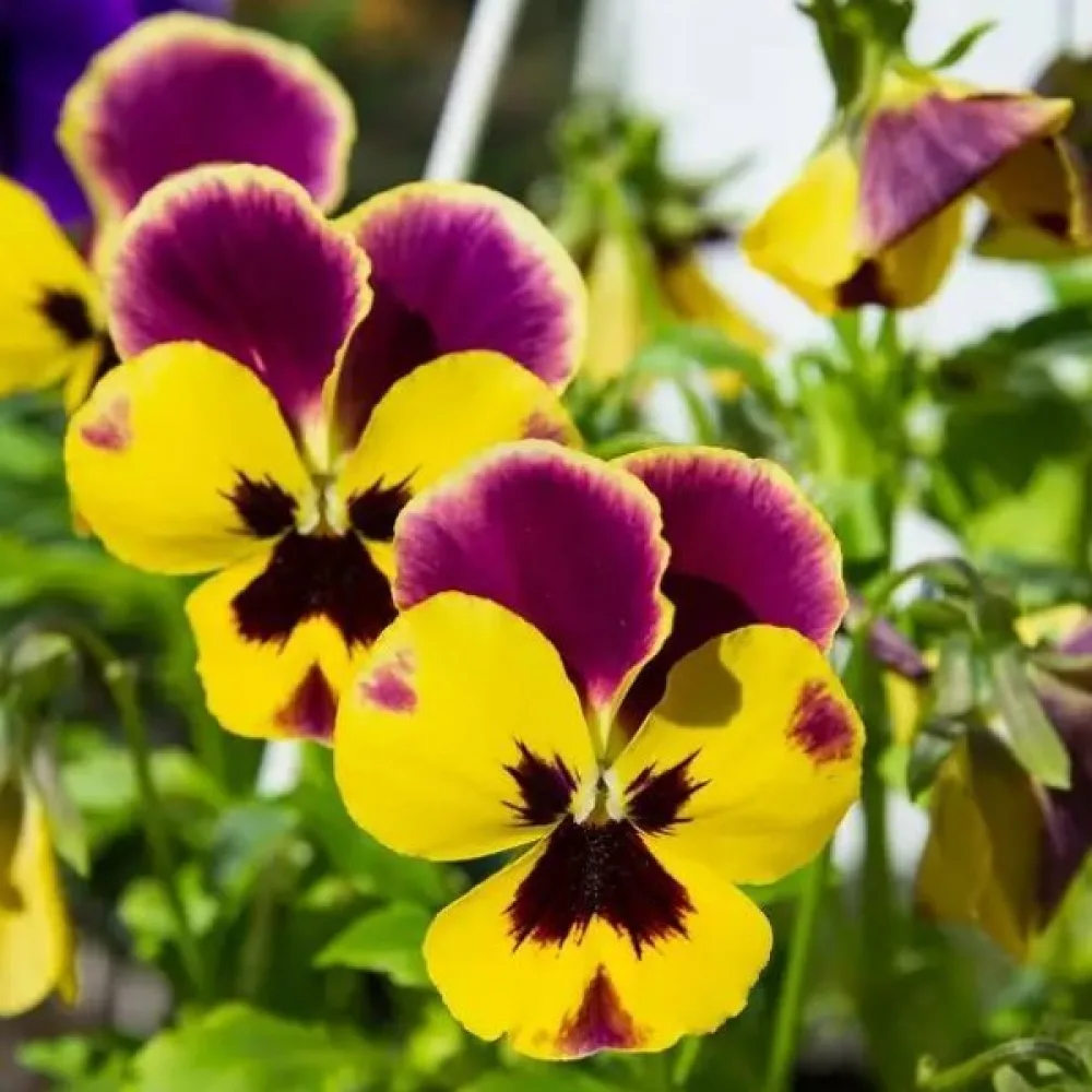 Keto-orvokki Viola tricolor