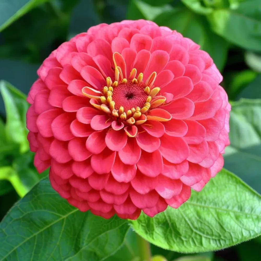 Zinnia 'Attraktion', koralli