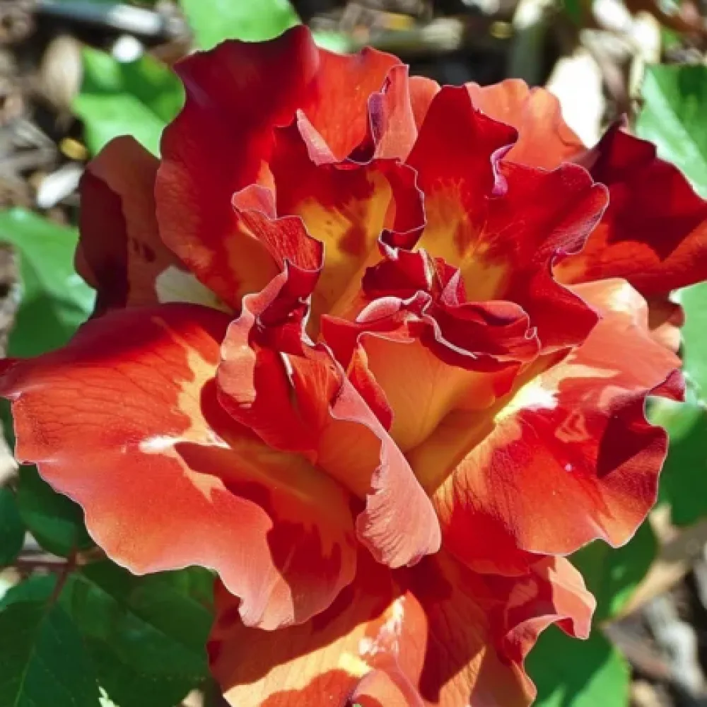 Ruusu 'Brown Pearls'