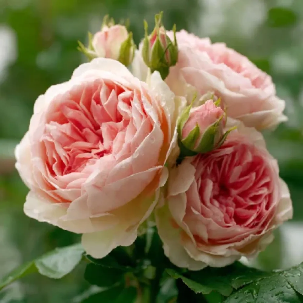Ruusu 'Serena'