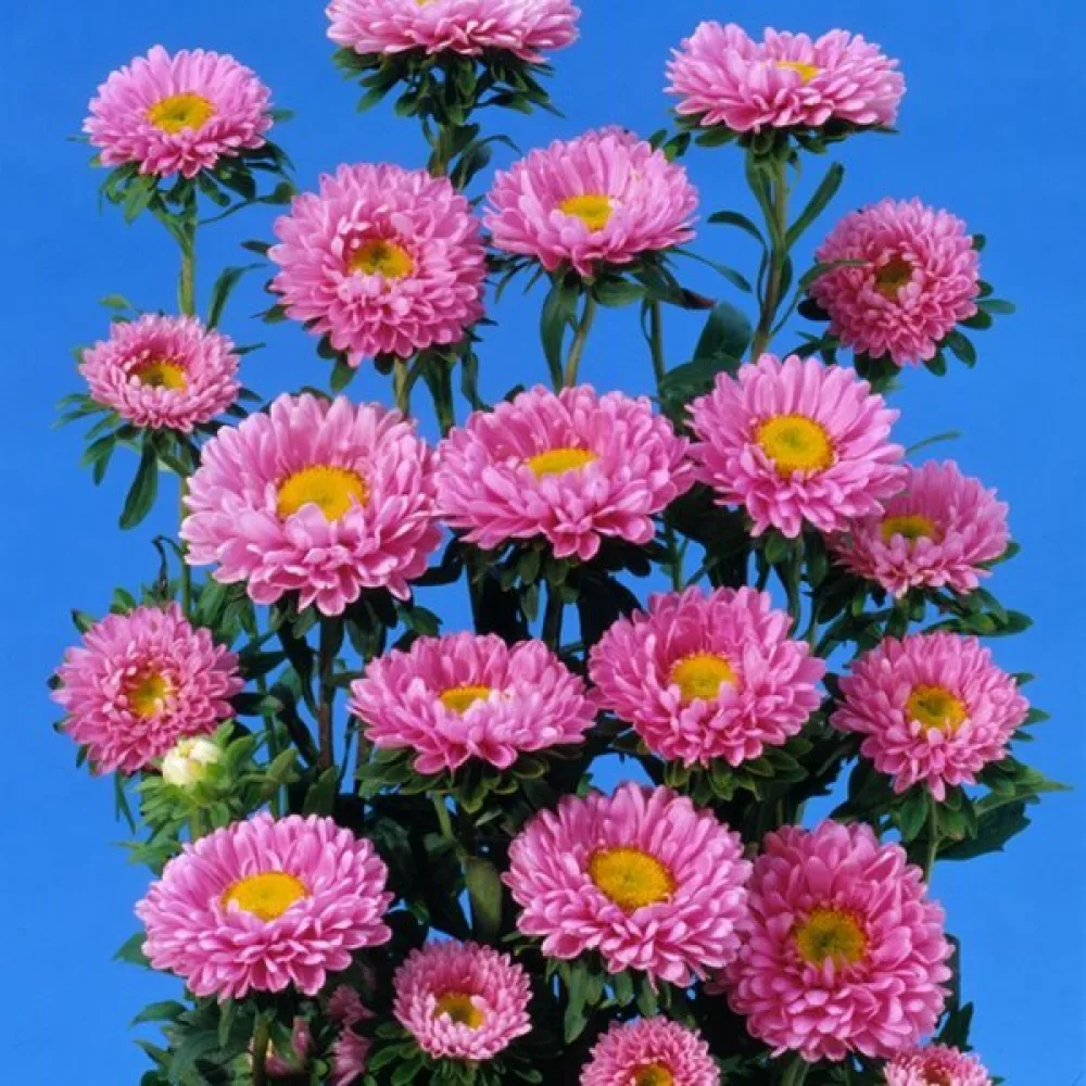 Kesäasteri 'Baronesse' – roosa