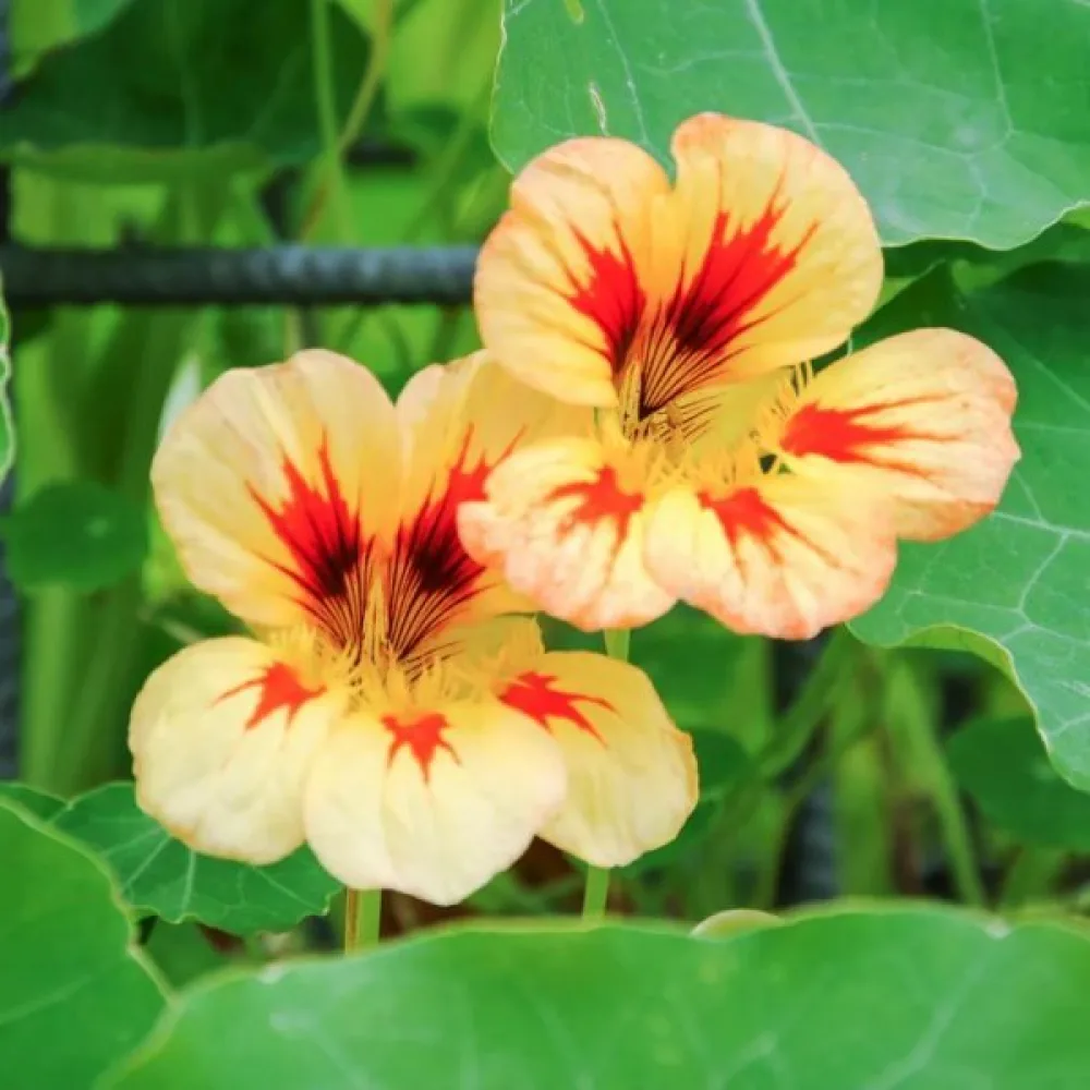 Köynnöskrassi 'Peach Melba'