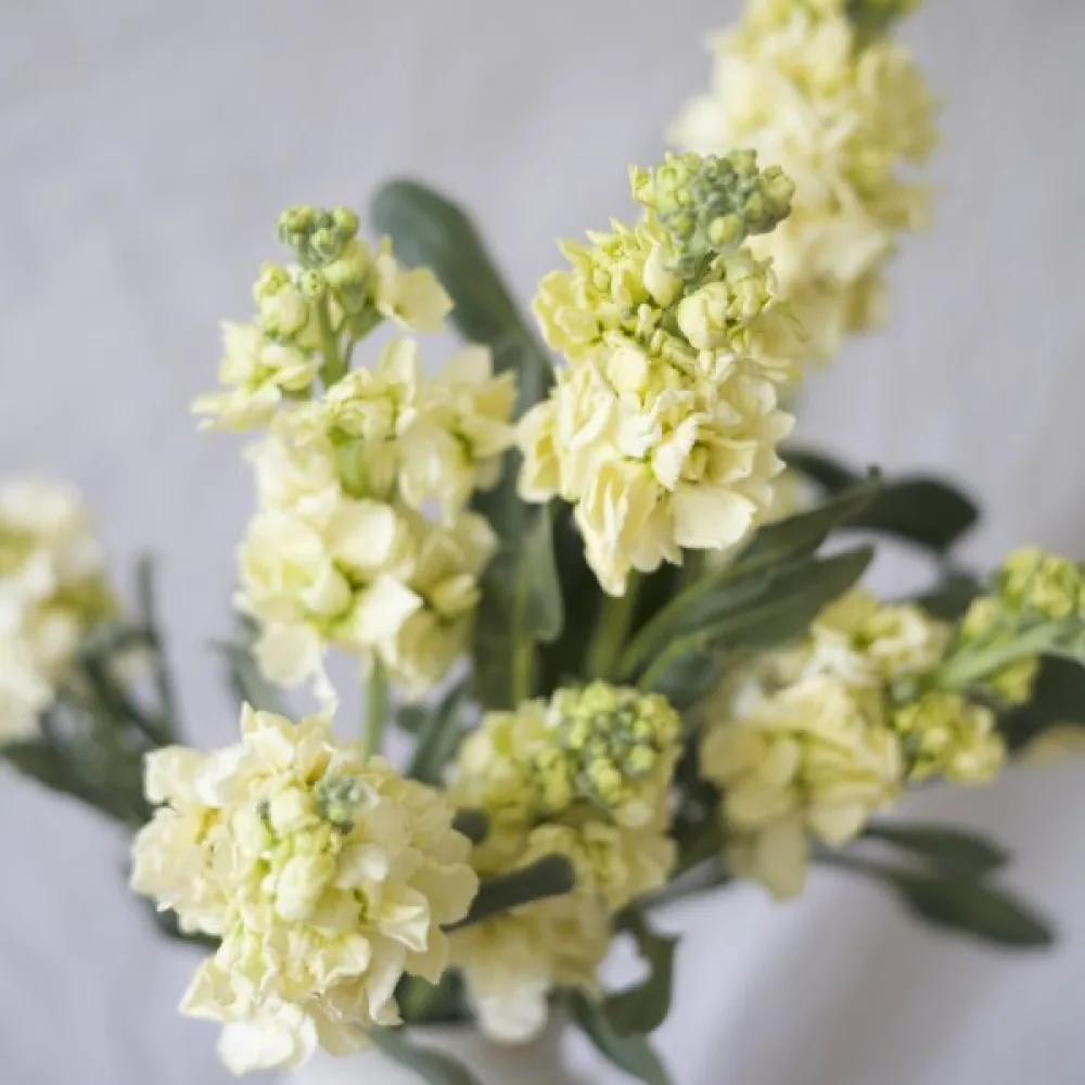 Kesäleukoija Matthiola incana, keltainen