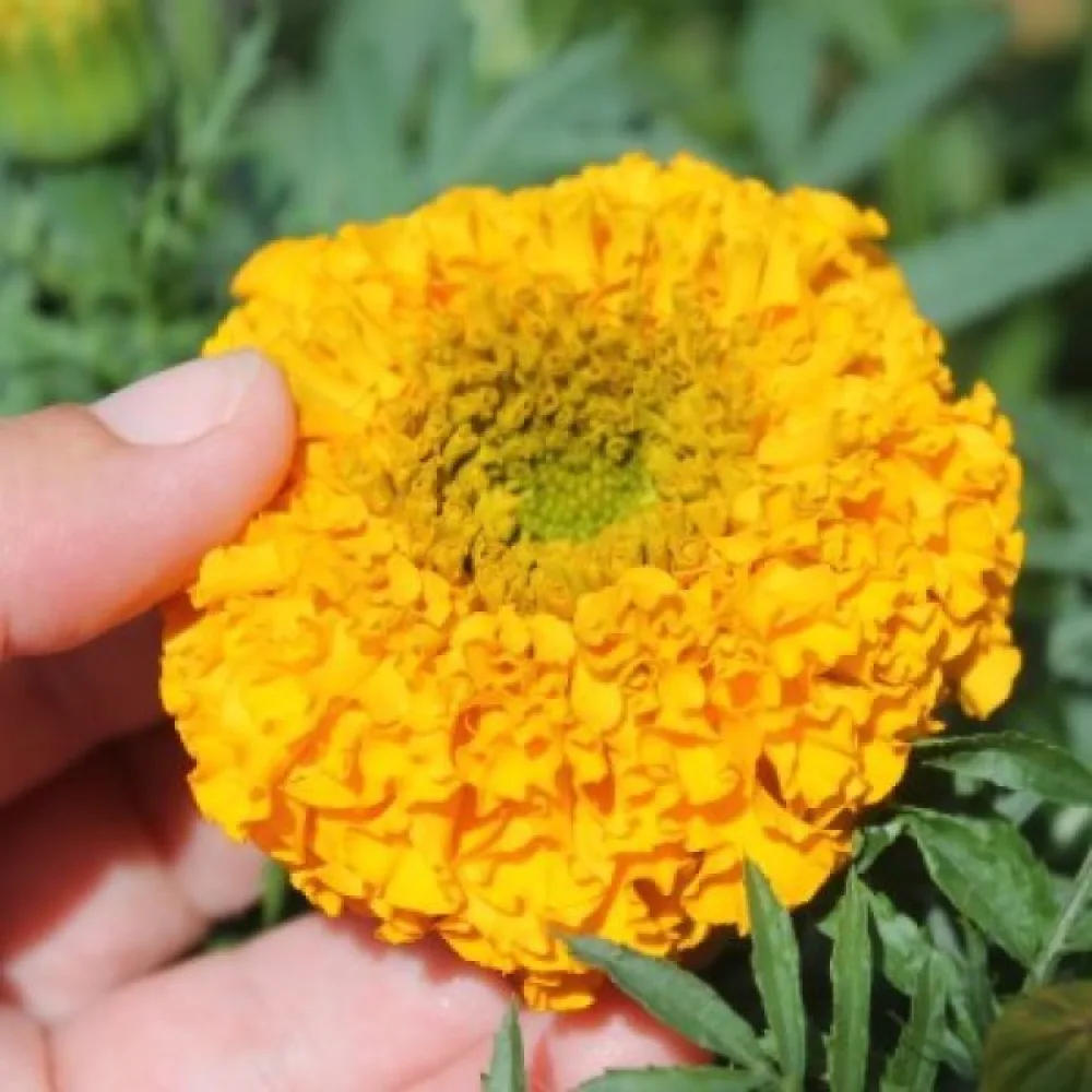 Kookossamettikukka 'Sierra Gold'
