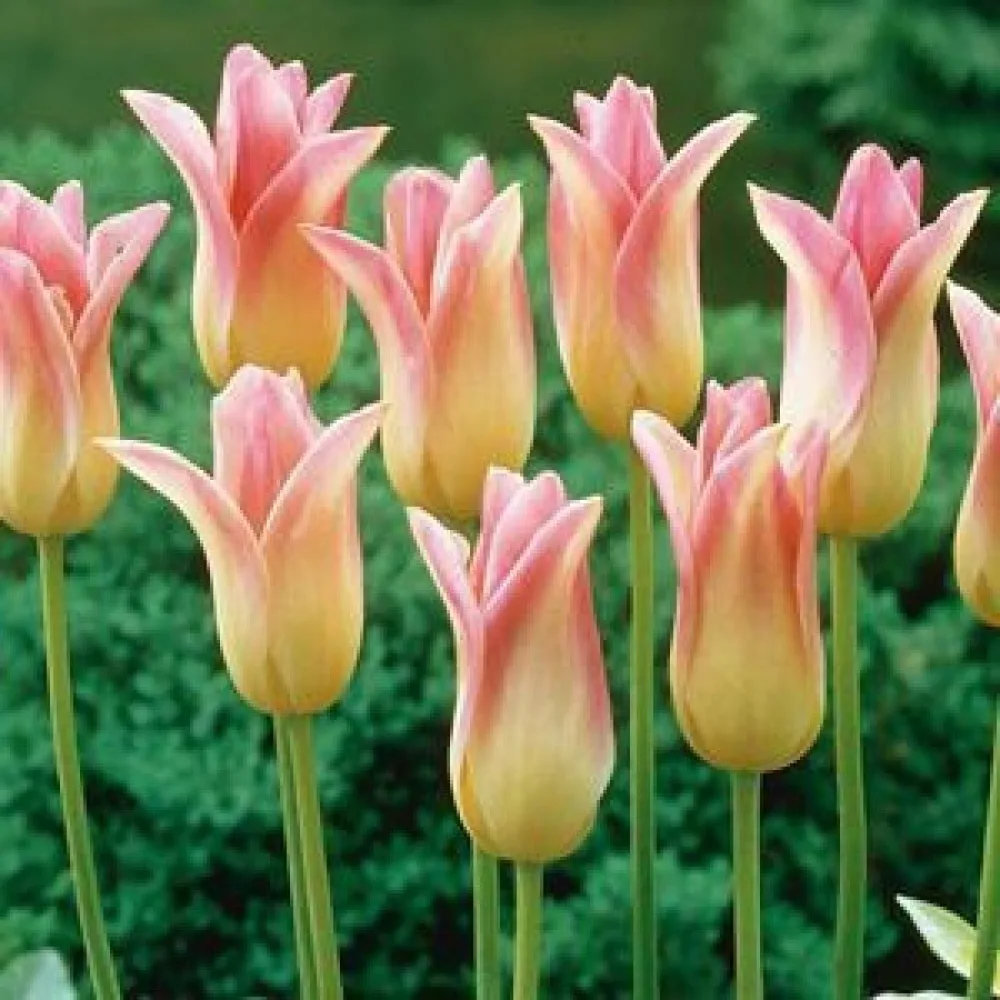 Tulppaani 'Elegant Lady'