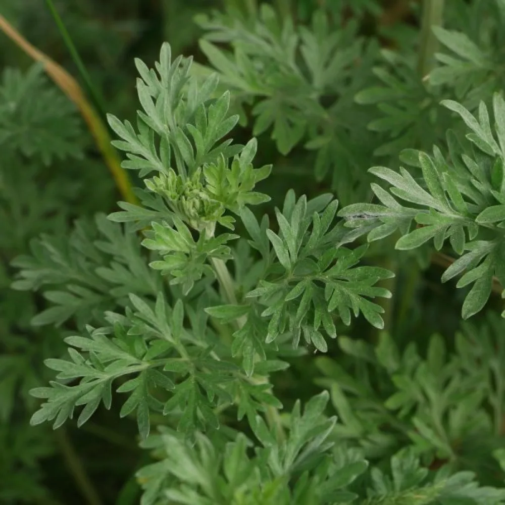 Koiruoho Artemisia absinthium