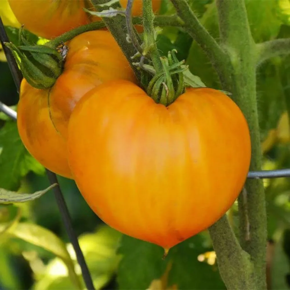 Tomaatti 'Oxheart Orange'