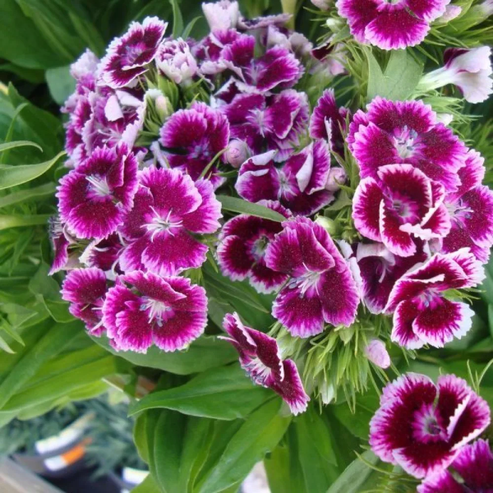 Kiinanneilikka 'Persian Carpet' – seos