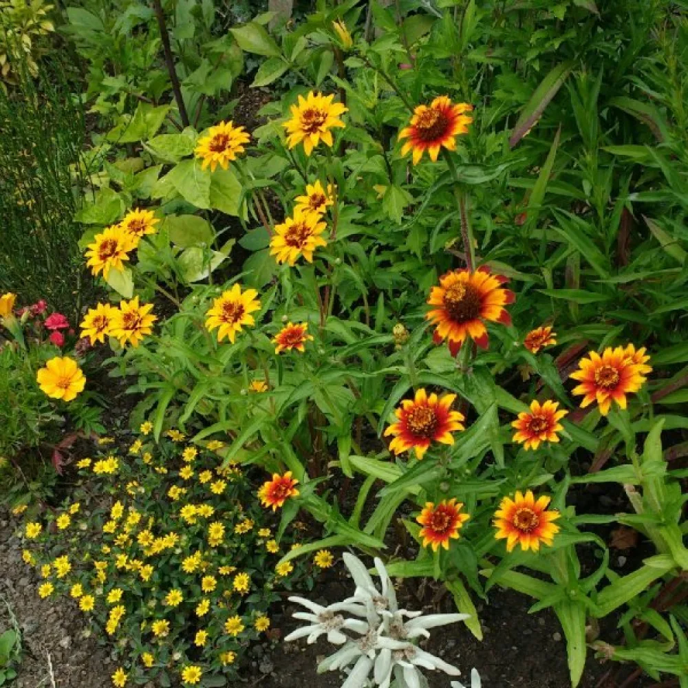 Zinnia haageana 'Old Mexico' (sekoitus)