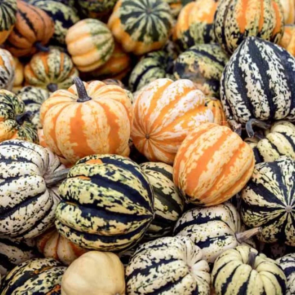 Kurpitsa 'Ball Bicolour'