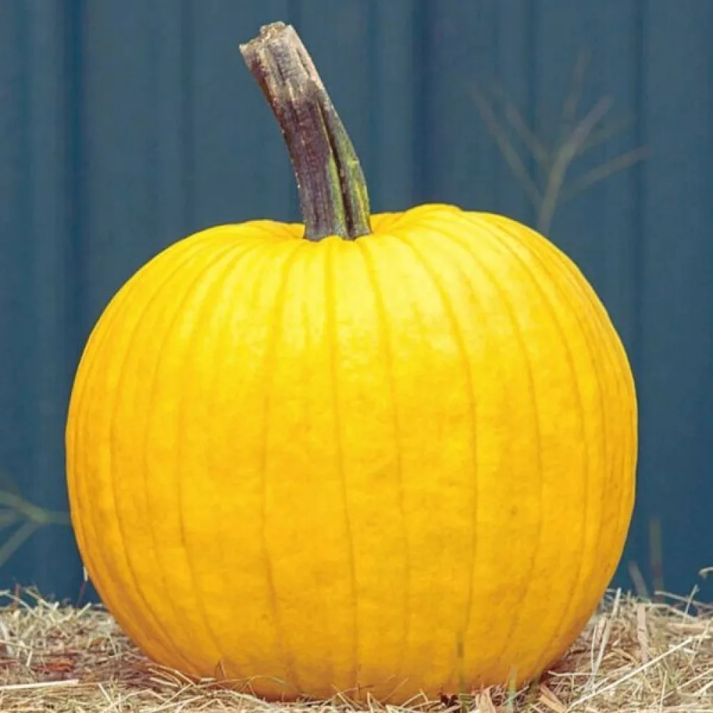 Kurpitsa 'Bambino'