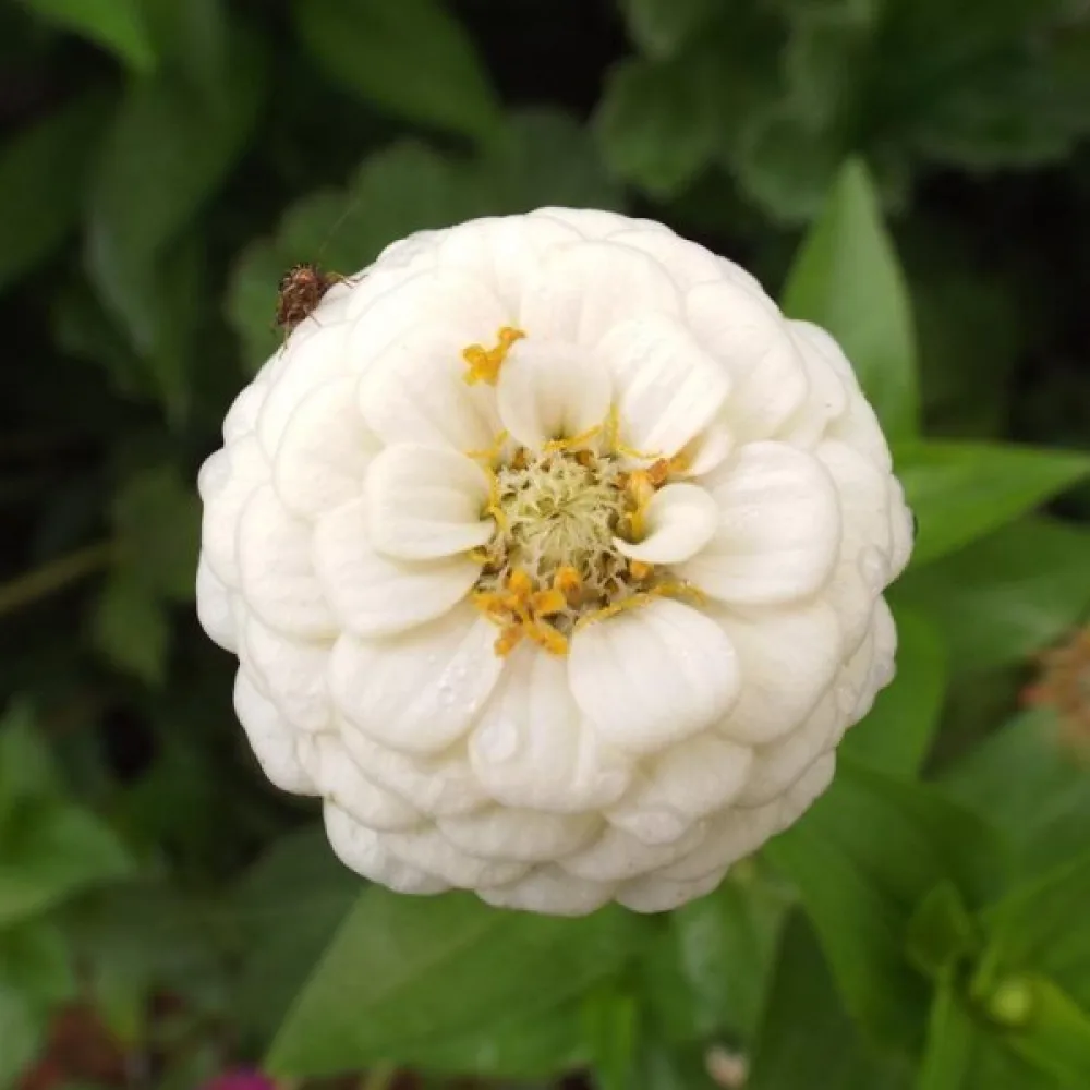 Tarhatsinnia 'Lilliput White Gem'