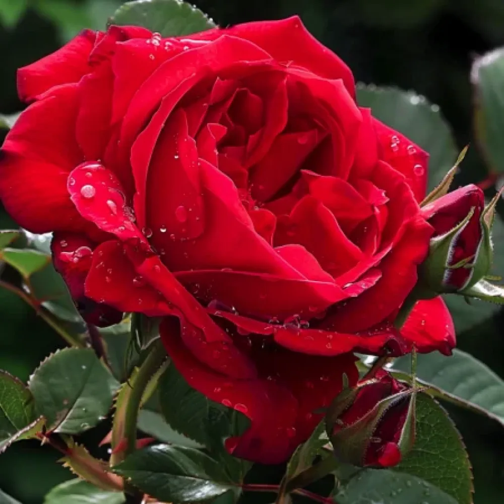 Ruusu 'Red Star'