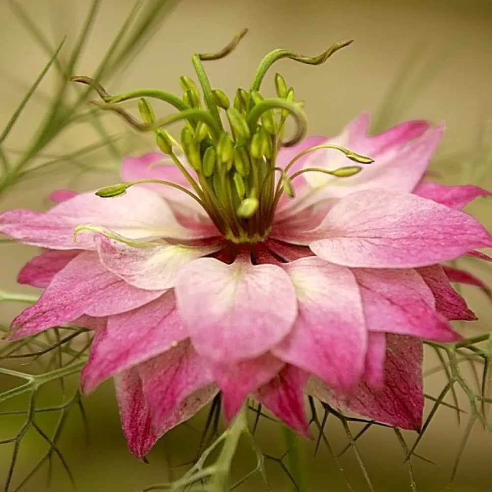 Neidonkukka 'Persian Rose'