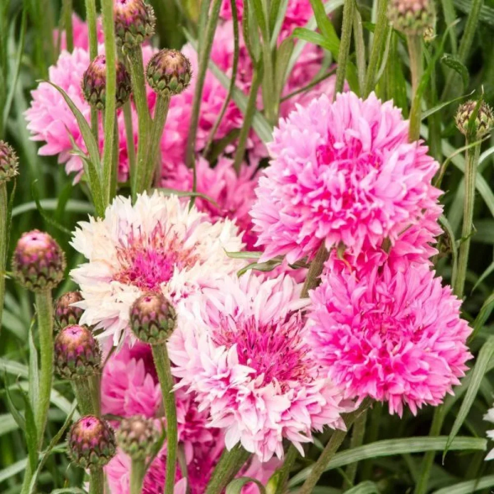 Ruiskaunokki 'Pink Ball', vaaleanpunainen