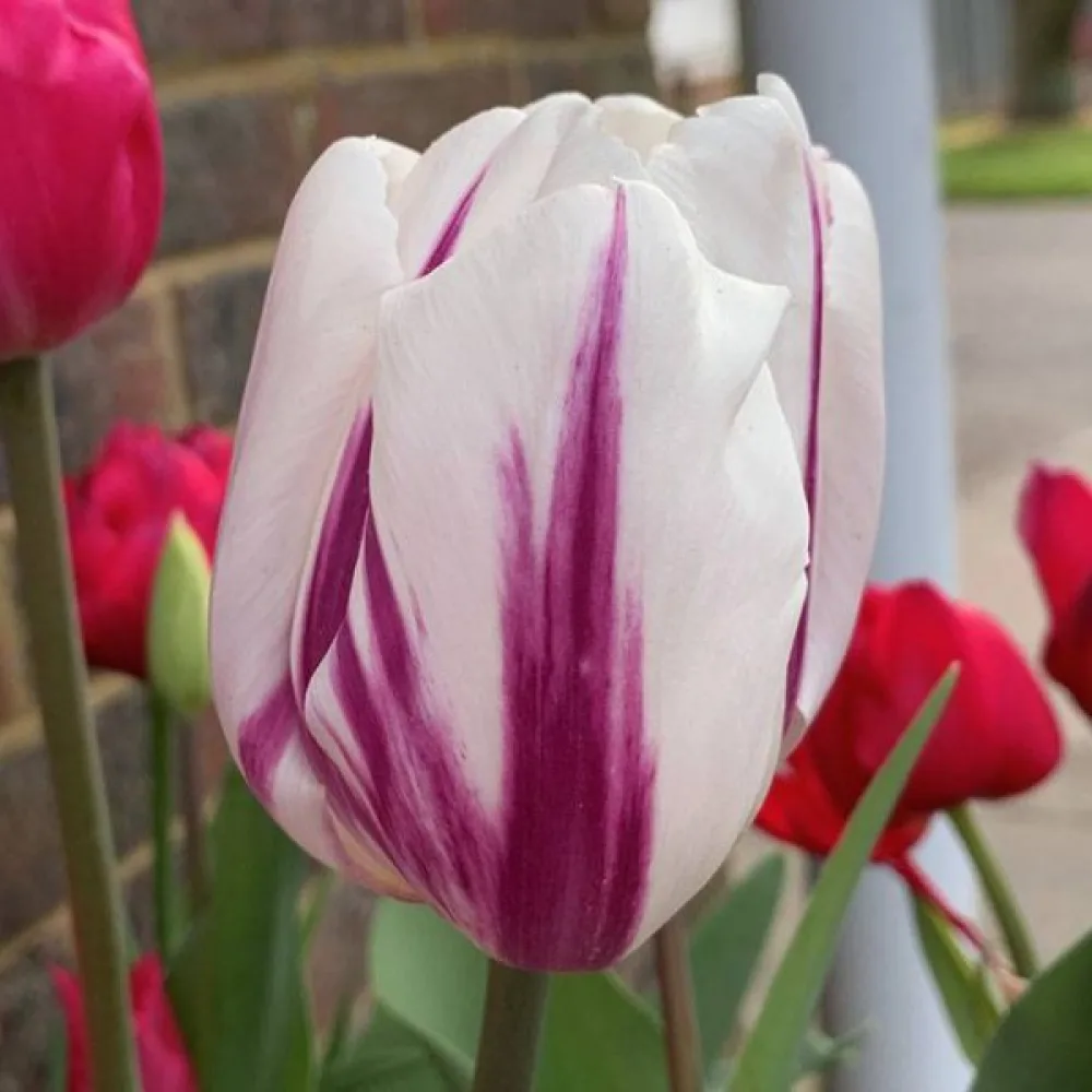 Tulppaani 'Happy Feet'