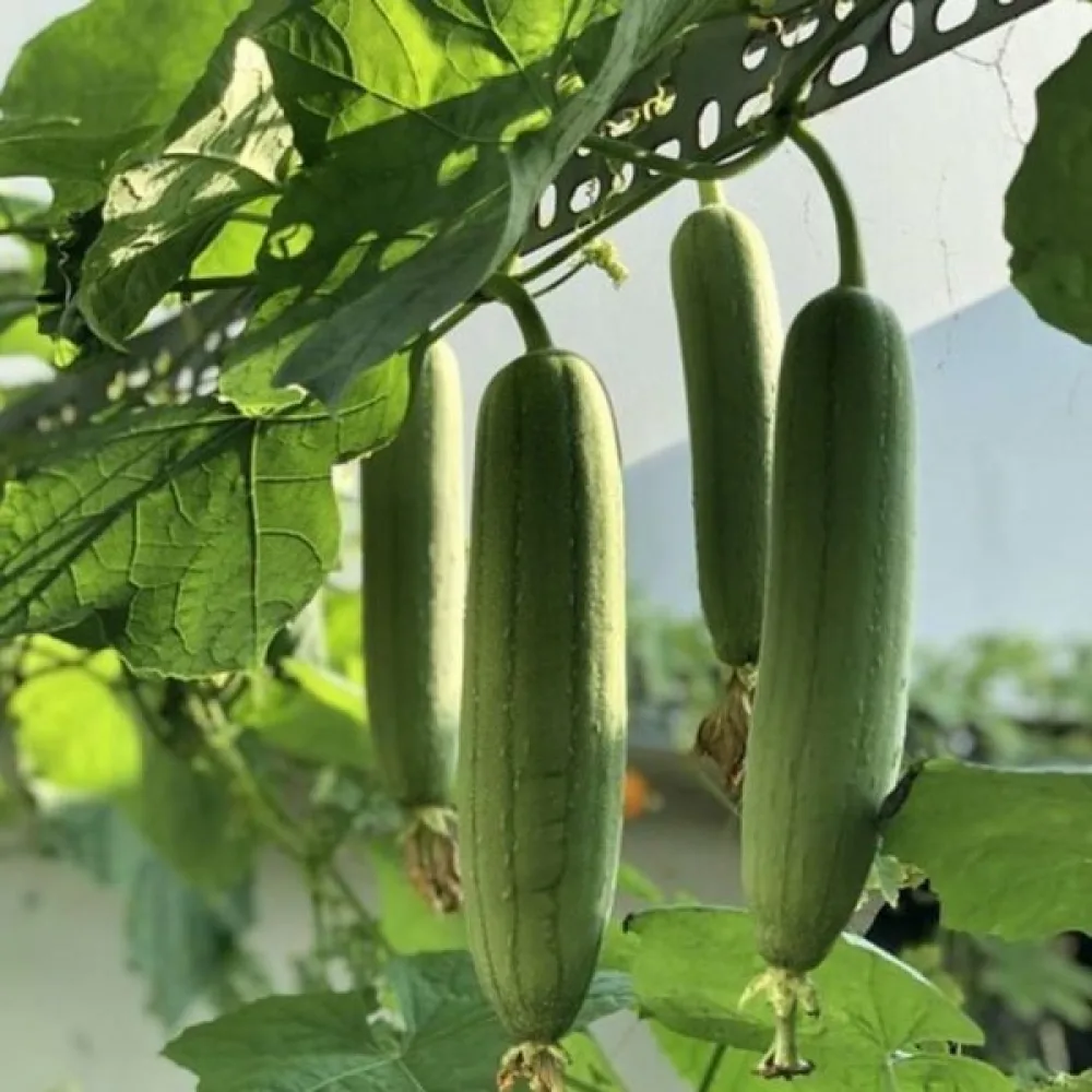 Luffa (pesusienikurpitsa)
