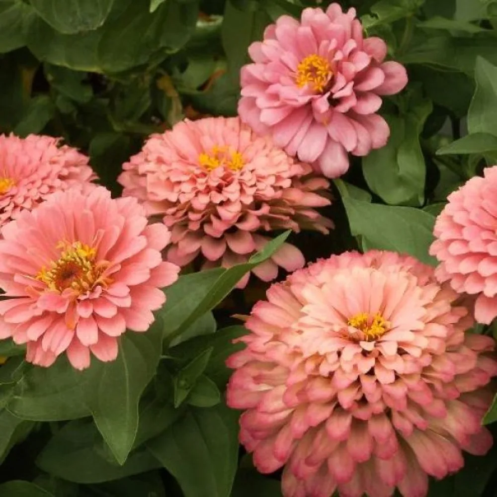 Tsinnia 'Salmon Queen'