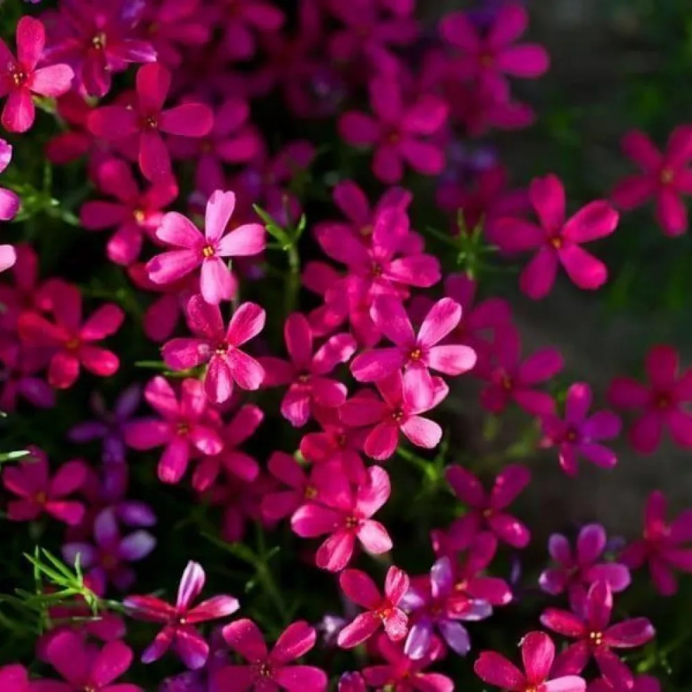 Aubrietia 'Royal Red'