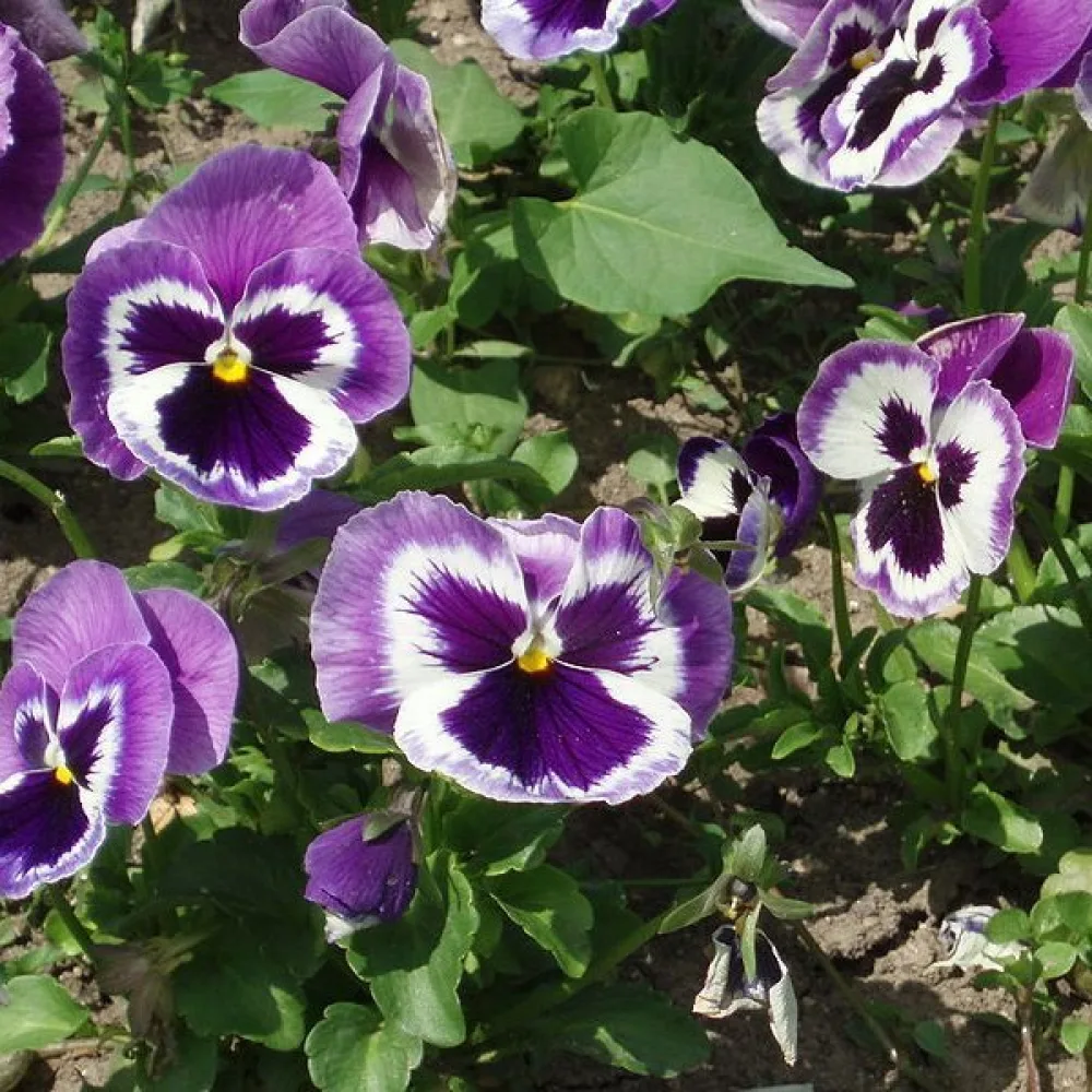 Tarhaorvokki 'Springtime Cassis'
