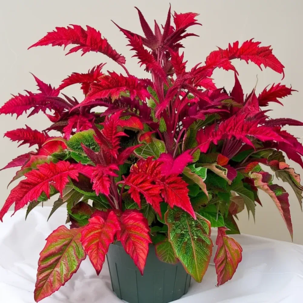 Amarantti 'Molten Fire'