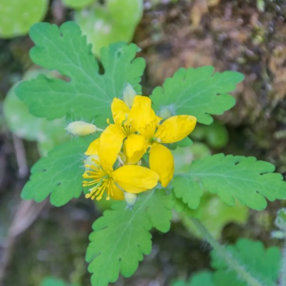 Keltamo Chelidonium majus