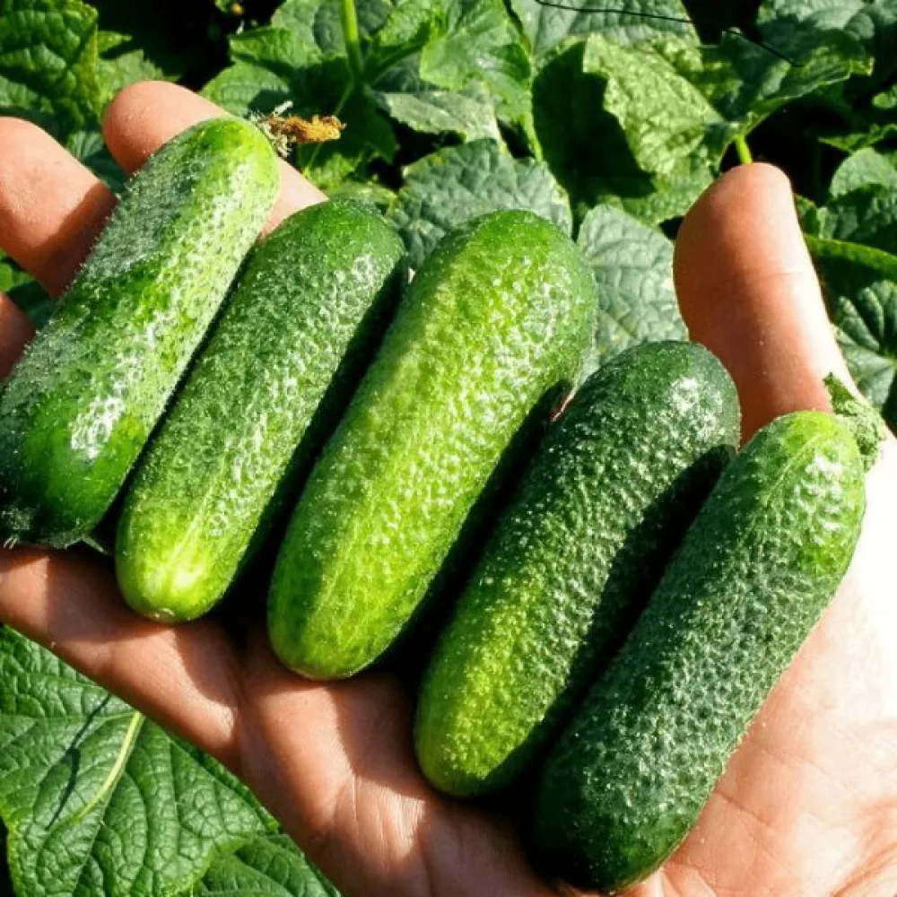 Avomaankurkku 'Libelle' F1