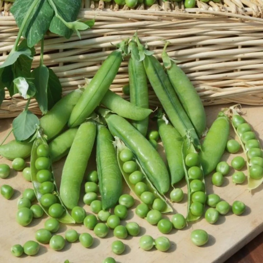 Tarhaherne 'Roi des Conserves'