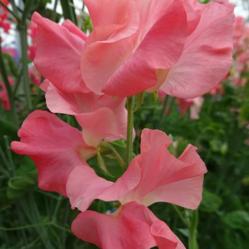 Tuoksuherne 'Princess Elisabeth'